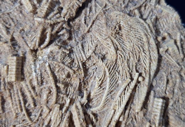 Pentacrinites aff. scalaris (GOLDFUSS 1831) - Bild &copy; FossNet FossilienStore